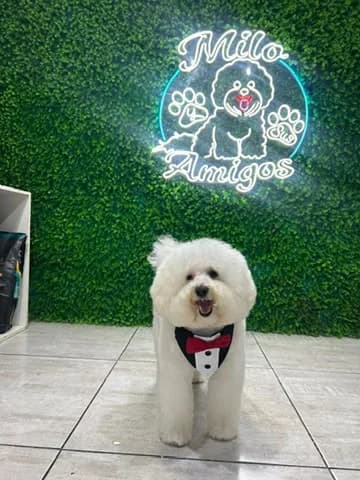 Milo con su corbatín rojo frente al letrero de Milo y sus amigos