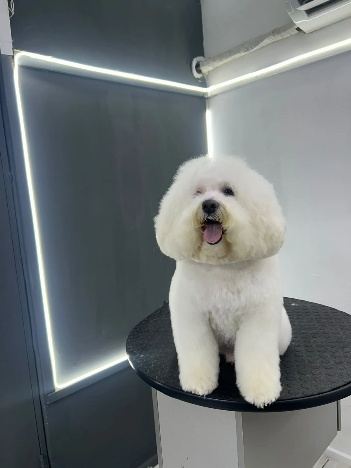 Milo en la peluquería, el protagonista que da nombre a Milo y sus amigos